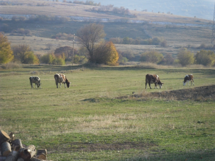 Svisveti - pogled na njive_1