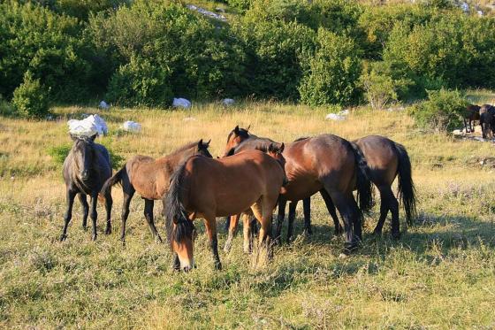 Divlji konji kod solane i na Bunarima