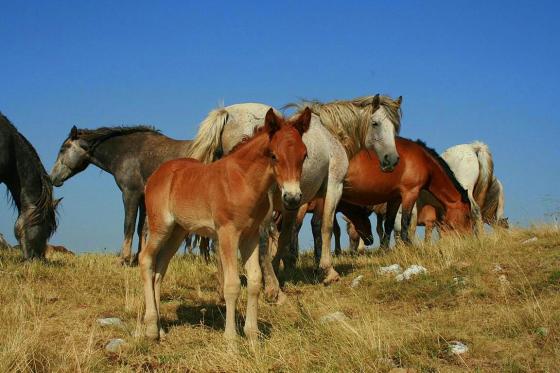 Divlji konji kod solane i na Bunarima