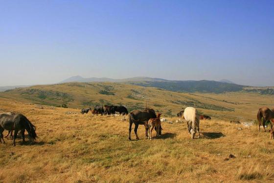 Divlji konji kod solane i na Bunarima