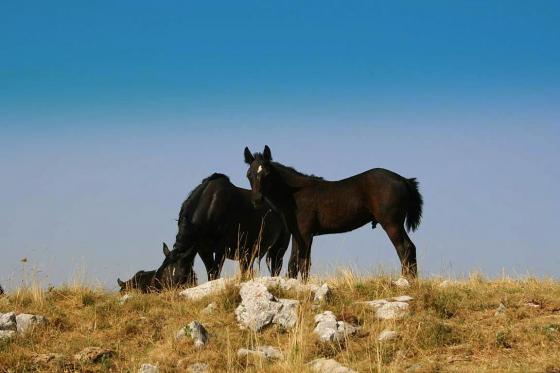 Divlji konji kod solane i na Bunarima