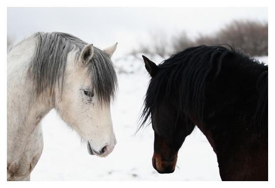 Divlji konji - Zima `09