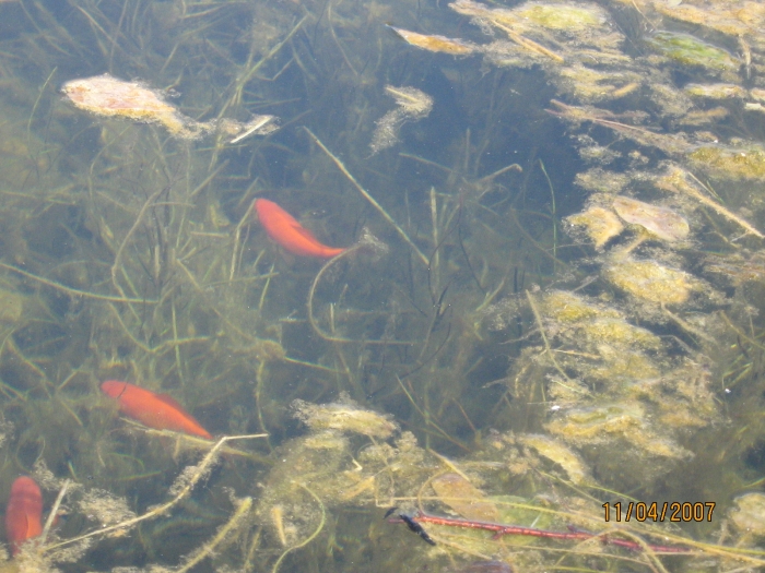 Naše znamenitosti -  zlatne ribice u našim vodama_1