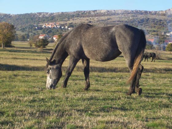 Konji ispod Potočana