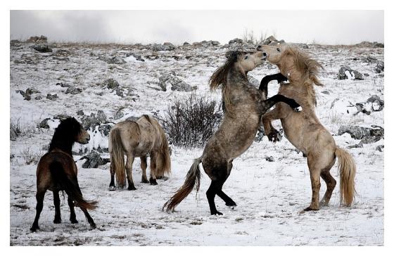 Divlji konji - Zima `09